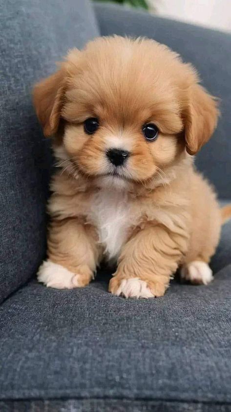 Cute Dogies, Cute Stuffs Aesthetic, Small Fluffy Dogs, Cut Puppies, Cut Dogs, Cute Puppy Photos, Cute Fluffy Puppies, Cute Pups, Smartest Dog Breeds