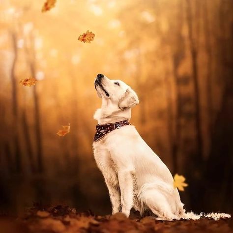 Fall Dog Photos, Autumn Dogs, Dog Photoshoot Pet Photography, Dog Foto, Dog Portraits Art, Dog Anatomy, Instagram Dog, Photos With Dog, Dog Photoshoot