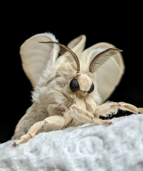 Venezuelan Poodle Moth Poodle Moth Aesthetic, Wooly Bear Moth, Moths Reference Photo, Buga, Tolype Moth, Moth Fluffy, Fuzzy Moth, Moth Reference, Fluffy Moths