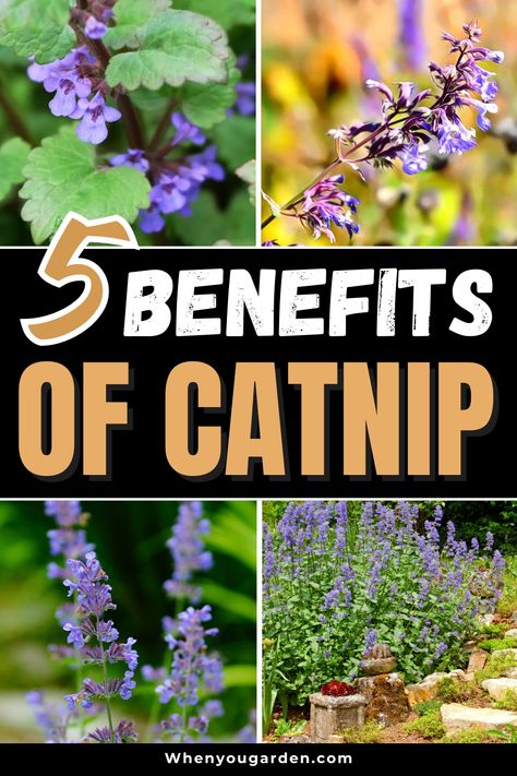 Are you curious about how catnip affects your feline friend? Discover the surprising benefits of catnip, from reducing stress to encouraging exercise and play. This guide explains how catnip can enhance your cat’s mood and overall well-being. Learn about the best ways to use catnip for enrichment and safety tips to remember. Click to find out more about how catnip can benefit your cat! 🐈🌿 Catnip Herb Benefits, Catnip Recipes, How To Grow Catnip, Catnip Garden, Growing Catnip, Catnip Plant, Pumpkin Topiary, Flower Meanings, Mood Enhancers