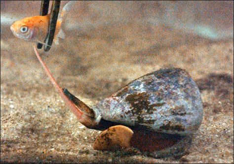 Cone Snail, Ocean Aquarium, 10 Animals, Chain Top, Small Fish, Food Chain, Marine Life, Diver, Fish Pet