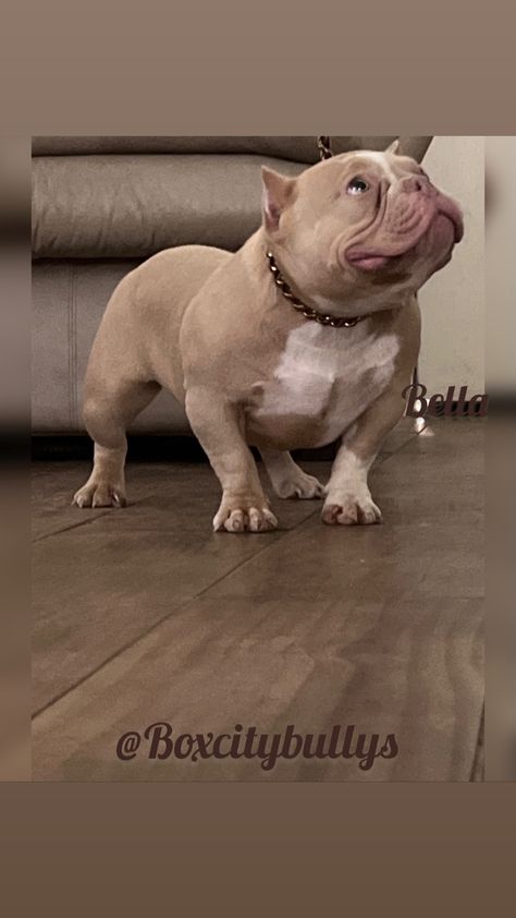 #microbully #exoticbully Micro Bully Dog, Puppies, Micro Bully Dogs, Exotic Bully, Dream Dog, Bully Dog, Breed Dogs, Vision Board, Cute Animals