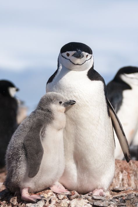 Penguin mother & baby Chinstrap Penguin, Penguin Love, Baby Chick, Mother Baby, Cute Penguins, Pretty Birds, Amazing Travel, Cute Creatures, Sweet Animals