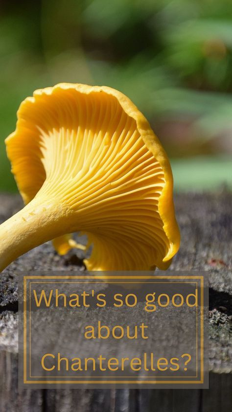 Chanterelles health benefits Chantrell Mushrooms Recipes, Chantrell Mushrooms, Chanterelle Mushroom Recipes, Chanterelle Recipes, Chanterelle Mushrooms, Wild Foraging, Mushroom Varieties, Mushroom Benefits, Yellow Mushroom