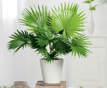 Chinese Fan Palm | Bloom IQ Livistona Chinensis, Chinese Fan Palm, Palm Fan, Palm Tree Plant, Chinese Fan, Areca Palm, Fan Palm, Porch And Balcony, Air Purifying Plants