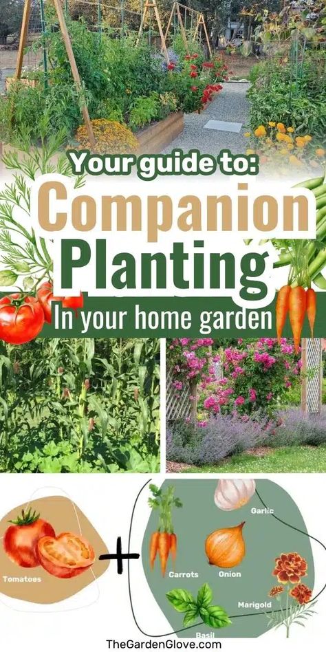 A Quick Guide to Companion Planting and Best Companion Plants for Home Gardens • The Garden Glove Raised Bed Vegetable Garden Layout, Potato Companion Plants, Strawberry Companion Plants, Tomato Companion Plants, Companion Planting Guide, Best Companion Plants, Companion Planting Chart, Companion Planting Vegetables, Garden Playhouse