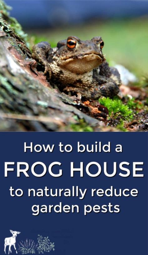 Adding a frog house to your garden is one of the simplest ways to attract insect-eating frogs and toads to your garden area, where they will gorge on mosquitoes, biting flies, and plant predators. Toad House, Garden Escape, Frog House, Frog Pond, Organic Vegetable Garden, Garden Area, Wildlife Gardening, Home Vegetable Garden, Organic Gardening Tips