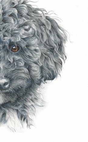 This study of a poodle in watercolor has just been revealed in the Online School! Creating curly hair in watercolor can be overwhelming – but it doesn’t have to be intimidating, and you can do this! This course demonstrates how to create the curly black … Poodle Tattoo, Poodle Drawing, Pet Portrait Paintings, Dog Portraits Painting, Dog Portraits Art, Poodle Grooming, 강아지 그림, Poodle Puppy, Watercolor Dog