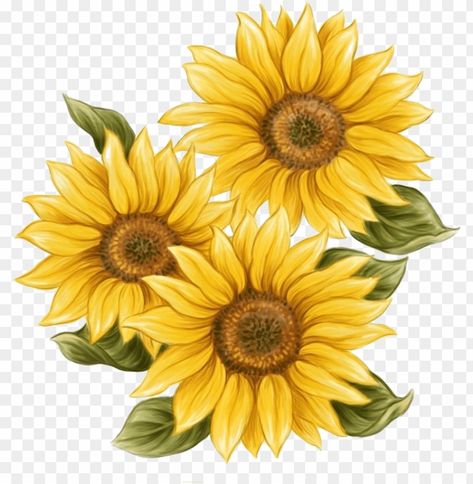 Common Sunflower, Sunflower Illustration, Sunflower Images, Sunflower Drawing, Lion Drawing, Sunflower Clipart, Couple Drawing, Drawing Hands, Sunflower Pictures