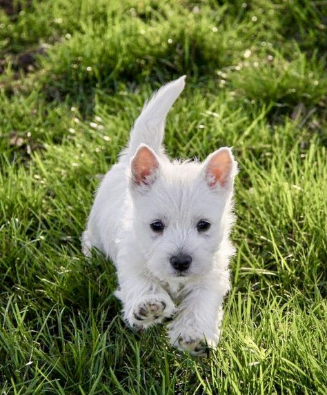 West Terrier, Westie Puppies, Really Cute Puppies, Very Cute Dogs, Westie Dogs, Cute Little Puppies, White Terrier, West Highland Terrier, West Highland White Terrier