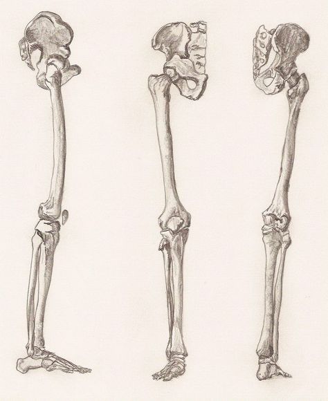 Leg Bone Anatomy, Skeleton Body Parts, Bone Anatomy, Bone Drawing, Leg Anatomy, Skeleton Body, Anatomy Bones, Skeleton Anatomy, Leg Bones