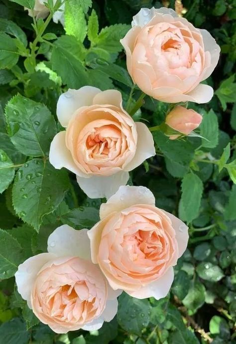 12 Thornless Roses That Are Safe For A Child-Friendly Garden - Gardening Chores Thornless Roses, Child Friendly Garden, Old English Roses, Cottage Garden Roses, Rose Varieties, Shrub Roses, English Country Gardens, David Austin Roses, Hybrid Tea Roses