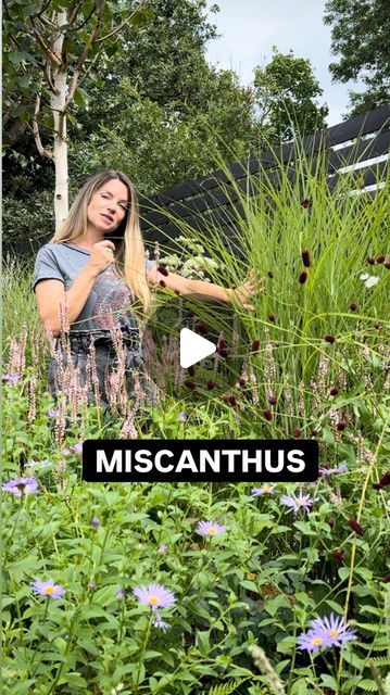 Lucy Tudor - Lucy Willcox Garden Design on Instagram: "Miscanthus! What a grass for its architectural form. There are so many to choose from. In this back bed I have Miscanthus sinensis ‘Gracillimus’ and  Miscanthus sinensis ‘Morning Light’. They free drainage soil. Gracillimus prefers full sun, where as Morning Light will take a bit of shade. They are must for structure and gorgeous seed heads. I plant in clumps. Two or three rows of 2 or 3 per row for a big old clump! @crocus.co.uk 15% of LUCYW15 #grassesforthemasses #grassesfordrying #plantguides #whattoplant #tallgrasses #miscanthus #gardenobsessed #mybackyard #lucywillcoxgardendesign" Miscanthus Gracillimus, Miscanthus Morning Light, Miscanthus Sinensis Gracillimus, Red Chief, Miscanthus Sinensis, Seed Heads, Ornamental Grasses, Companion Planting, Morning Light