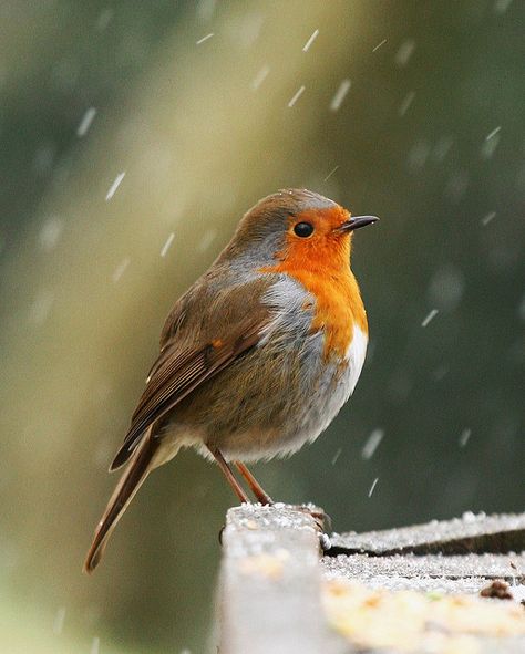 Do not be deceived, God is not fooled; for whatever a man sows, this he will also reap. What goes around comes around...Always. Colourful Birds, Robin Bird, Pretty Birds, Bird Photo, Colorful Birds, Bird Garden, Little Birds, Wild Birds, 귀여운 동물