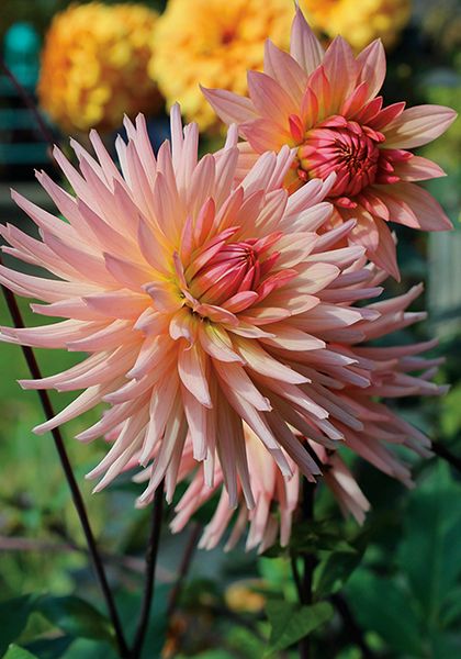 Preference Dahlia, Dahlia Preference, Dahlia Bulbs, Cut Garden, Flower Reference, Planting Tips, Floral Installation, Growing Dahlias, Dahlia Flowers