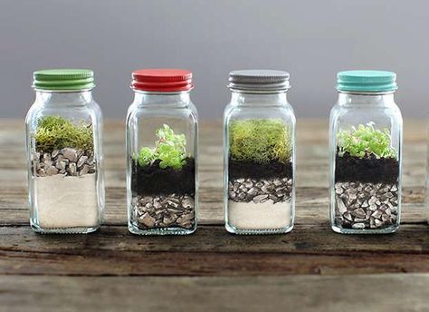 DIY Plants Terrariums, Enchanted Miniature Garden Designs in Recycled Glass Vessels Tabletop Terrarium, Terrariums Diy, Build A Terrarium, Terrarium Jar, Cactus Terrarium, نباتات منزلية, Mini Terrarium, Earth Day Crafts, Terrarium Diy