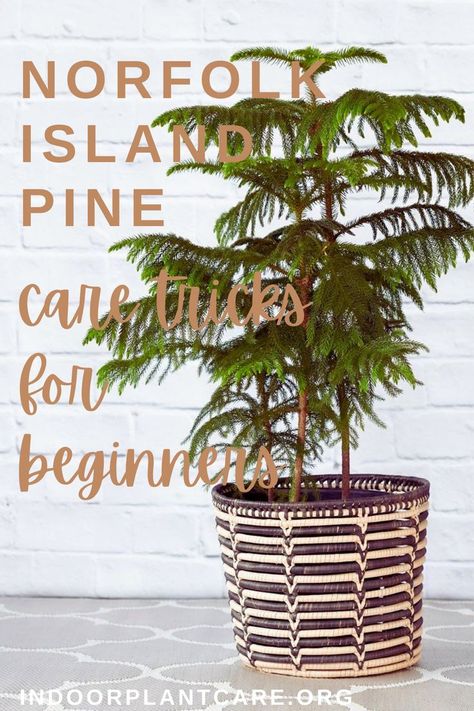 Norfolk Island Pine Care is a breeze with these tips and tricks for container gardeners. From watering to humidity, I'll explain everything you need to know about Norfolk Island Pine Care Tips. #indoorplantcare #gardening #containergardening Plants Room Aesthetic, Aesthetic Plant Pot, Bedroom Aesthetic Plants, Norfolk Pine Care, Plants Bedroom Aesthetic, Plant Bedroom Aesthetic, Indoor Plant Care Guide, Norfolk Island Pine, Tattoo Plant