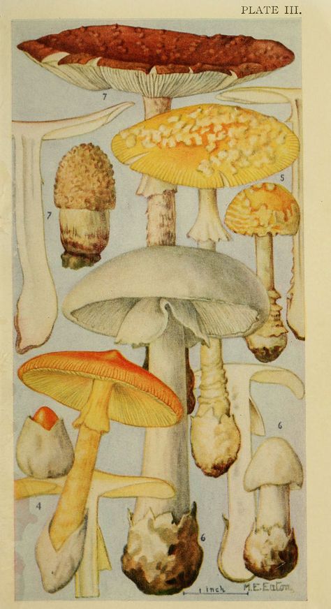 Fungi Illustration, Mushroom Drawing, Botanical Illustration Vintage, Illustration Botanique, Vintage Mushroom, Japon Illustration, Scientific Illustration, Illustration Vintage, Arte Inspo