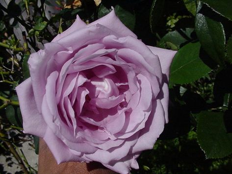 'Sterling Silver ' Rose Photo Sterling Silver Rose, Stirling, Roses, Sterling Silver Roses, Sterling Roses, Rose Photo, Rose Photos, The Rose, Silver Roses