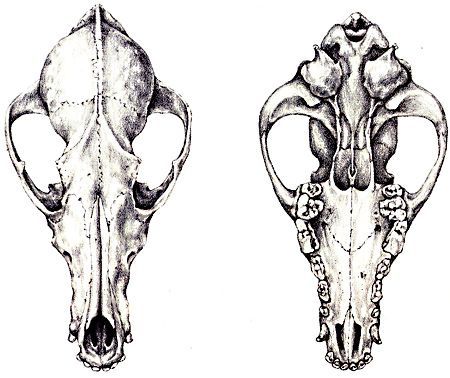 Coyote Skull, top and bottom view Skull Side View, Coyote Skull, Dog Skull, Skull Sketch, Insect Collection, Tattoo Cover-up, Skull Drawing, Skull Tattoos, Science Art