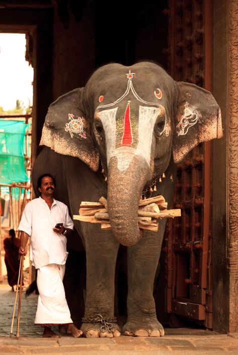 Temple elephant, Srirangam Elephant Aesthetic, Elephants Wallpaper, Temple Elephant, Asiatic Elephant, Elephant Indian, Elephant India, Elephant Photography, Spiritual Photos, My Culture