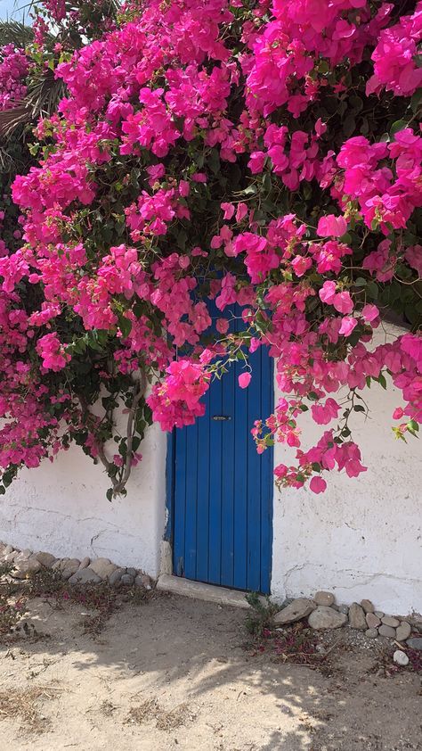 Greece Flowers Bougainvillea, Mama Mia Flowers, Fire Escape Garden, Flowers In Greece, Greece Flowers, Greek Bedroom, Rhythm Art, 21 Party, Greek Flowers