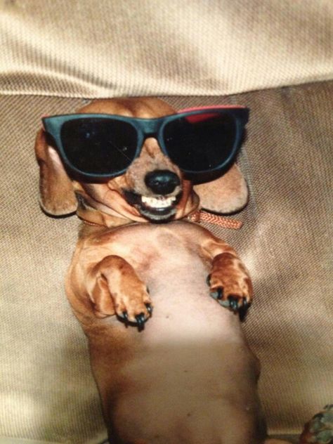 Chillin' out doxie... Our Penny dog! Miss her. Animal Humour, Western Art Paintings, Dog With Sunglasses, Dog Wearing Sunglasses, Dog Sunglasses, Ugly Dogs, Animal Humor, Miss Her, Wearing Sunglasses