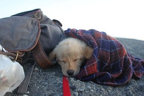 Photo - The Messes of Men Appaloosa, Quarter Horse, Golden Retrievers, Cute Creatures, Animal Love, Mans Best Friend, 귀여운 동물, Animals Friends, Dog Life