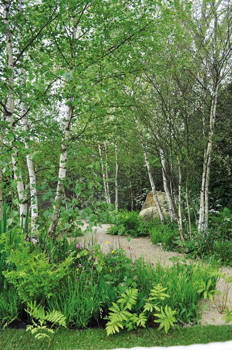 Garden With Trees Ideas, Birch In Garden, Forest Like Garden, Woodland Area In Garden, Modern Woodland Garden, Small Woodland Garden Design, Small Birch Trees, Woodland Garden Ideas Uk, Trees In Small Gardens