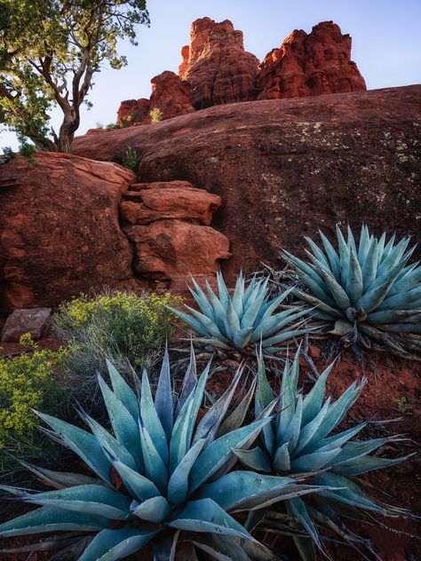 Desert Nature, Rugged Landscape, Desert Aesthetic, Arizona Landscape, Desert Southwest, Desert Dream, Hiking Aesthetic, Desert Vibes, Desert Plants