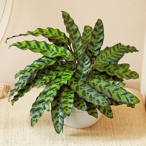 Calathea Rattlesnake: 2023 Plant of the Year | Petal Talk Calathea Rattlesnake, Rattlesnake Plant, Calathea Plant, Orchid Bouquet, Flower Picks, Delivery Company, Plant Delivery, Garden Terrarium, Plant Vase