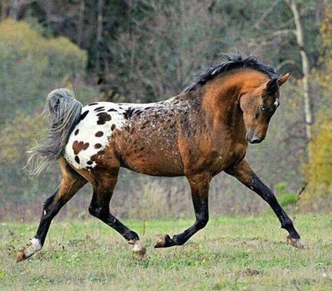 Blanket Appaloosa Lippizaner, Equestrian Center, Paint Horse, Owl Photos, Most Beautiful Horses, Appaloosa Horses, Majestic Horse, Beautiful Horse, Horses And Dogs