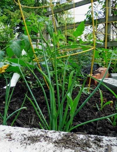 Garlic And Tomato Companion Planting – Placing Tomato Plants Next To Garlic Tomato Companion Planting, Zone 9 Gardening, Plant Garlic, Growing Organic Tomatoes, Companion Gardening, Planting Garlic, Tomato Farming, Growing Tomatoes In Containers, Growing Garlic