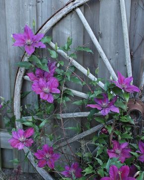 20 Incredible Ways to Use Old Wagon Wheels In Your Garden - How to Decorate With Wagon Wheels Wagon Wheel Garden, Wheel Garden, Wagon Wheel Decor, Garden Wagon, Wagon Wheels, Old Wagons, Vintage Gardening, Wheel Decor, Vintage Garden Decor