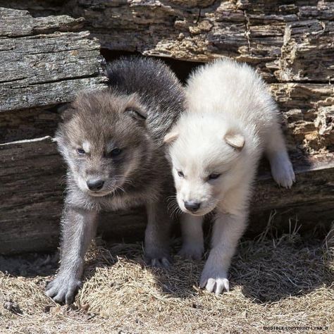 Wolf Puppy, Wolf Poses, Baby Wolves, Wolf Life, Wolf Photography, Baby Wolf, Wolf Pup, Wolf Photos, Wolf Pictures