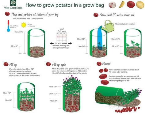 How to grow potatoes in a grow bag How To Plant Potatoes, Potato Box, Grow Potatoes In Container, Plant Potatoes, Potato Tower, Container Potatoes, Potato Gardening, Grow Potatoes, Growing Sweet Potatoes