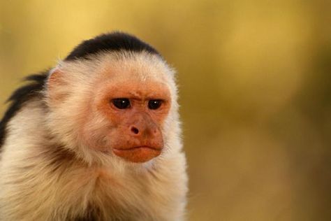 Pet monkeys are controversial pets across the country. Capuchin monkeys are known for their tiny sizes and baby faces but do they make… Capuchin Monkey Pet, Monkey Pet, Capuchin Monkeys, Funny Animal Art, Rare Albino Animals, Animal Photography Wildlife, Capuchin Monkey, Pet Memes, Pet Monkey