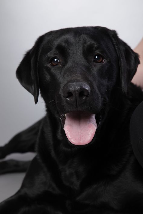 / A R Y A / pinterest: @riddhisinghal6 Labrador Yellow, Labrador Noir, Black Labrador Retriever, Black Lab Puppies, Lab Dogs, Labrador Retrievers, Lab Puppies, Labrador Puppy, Labrador Retriever Dog