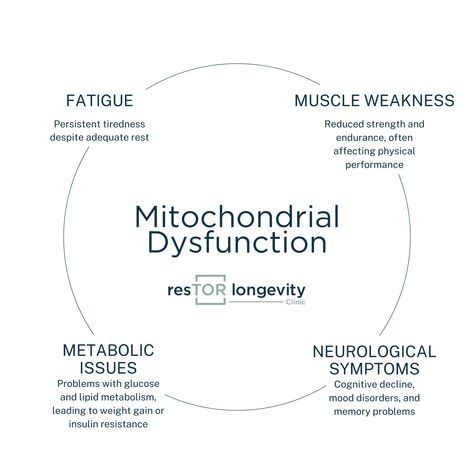 Mitochondrial Dysfunction & Energy Decline: The Hidden Link 🌱
At resTOR Longevity, we understand the key role mitochondria play in powering every cell in your body. When these “powerhouses” become less efficient, it can lead to energy decline, fatigue, and even contribute to age-related health issues.
🔬 Our genetics-focused approach allows us to identify the root cause of mitochondrial dysfunction, providing you with a personalized wellness plan designed to boost cellular energy production, improve vitality, and support long-term health.
Reclaim your energy and revitalize your health! 🔋💪 https://restorlongevityclinic.com/pages/contact



#MitochondrialHealth #Longevity #EnergyBoost #CellularHealth #PersonalizedWellness #resTORLongevity #WellnessJourney Mitochondrial Dysfunction, Mitochondrial Health, Wellness Plan, Memory Problems, Muscle Weakness, Insulin Resistance, Boost Energy, Plan Design, Health Issues