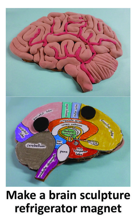 Science Experiments Kids Easy, Brain Models, Human Body Science, About Brain, Brain Craft, Holiday Homework, Model Magic, Brain Anatomy, Brain Art