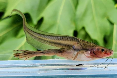 African clawed frog African Clawed Frog, Frogs, Fish Pet, Fish, Plants, Animals, Nature