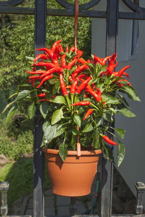 How to Grow Peppers in a Containercountryliving Chilli Plant, Tattoo Plant, Indoor Vegetables, نباتات منزلية, Small Vegetable Gardens, Indoor Vegetable Gardening, Pepper Plants, Garden Veggies, Home Vegetable Garden