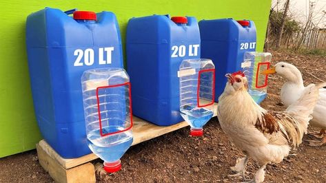 Poultry Farm Design, Chicken Runs And Coop, Chicken Feeder Diy, Chicken Waterer, Chicken Nesting Boxes, Chicken Feeders, Chicken Coop Run, Backyard Chicken Farming, Chicken Cages