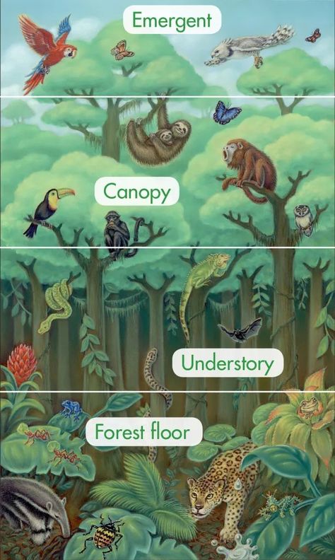 Rainforest Food Web, Animal Habitats Preschool, Rainforest Classroom, Amazon Rainforest Animals, Rainforest Crafts, Biomes Project, Rainforest Project, Rainforest Activities, Rainforest Biome