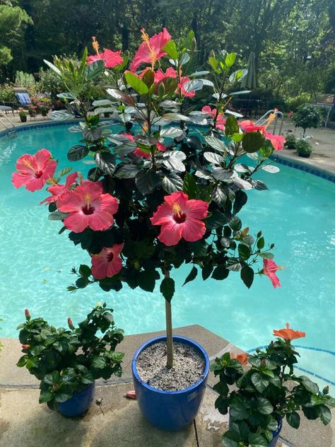 Hibiscus Planters Container Garden, Big Planters Outdoor Ideas Full Sun, Hibiscus Plant Potted, Hibiscus Flower Garden Ideas, Indoor Hibiscus Plant, Hibiscus Plant Care Potted, Potted Hibiscus Tree, Hibiscus Flower Tree, Hibiscus Flower Pot Ideas