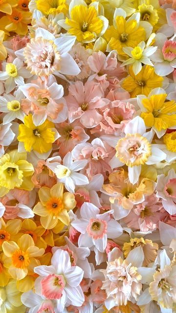 Narcissus Flower Wallpaper, Apollo Background, Narcissus Flower Aesthetic, Daffodil Flower Aesthetic, Finley Core, Kanao Aesthetic, Spring Core, Daffodil Day, Online Packaging