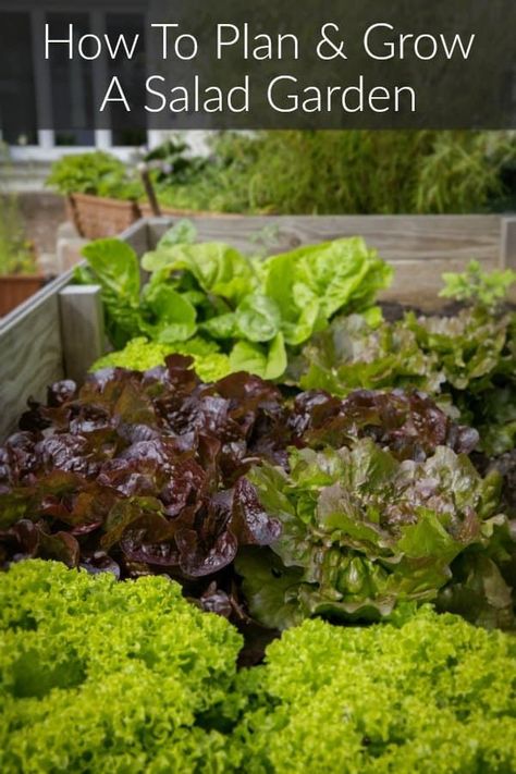 A salad garden is easy to plan and very rewarding to grow. Learn how to properly plan and grow your own salad garden this growing season with this guide. Veggie Garden Layout, Vegetable Garden Layout, Salad Garden, Vertical Vegetable Gardens, Winter Vegetables Gardening, Vertical Vegetable Garden, Garden Layout Vegetable, Home Grown Vegetables, Indoor Vegetable Gardening