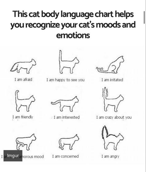 Cat Moods, Cat Body Language, Cat Language, Cat Body, I Am Angry, Naruto Fan Art, Crazy About You, Cat S, Cat Tail