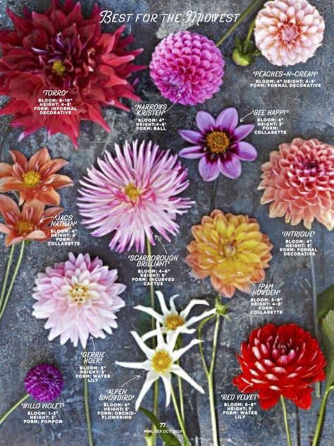 How To Grow Dahlias, Grow Dahlias, Dahlias Garden, Growing Dahlias, Cut Flower Garden, Flower Names, Garden Photography, Dahlia Flower, In The Spotlight