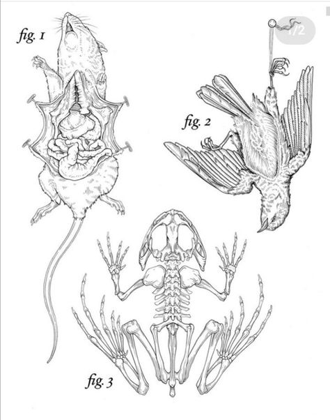 Bodypainting, Anatomical Animal Tattoo, Scientific Figure Tattoo, Medical Illustration Tattoo, Possum Skull Drawing, Scientific Drawing Tattoo, Vintage Diagram Illustration, Animal Anatomy Tattoo, Wet Specimen Tattoo